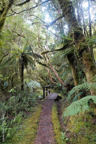 A path in the forest, trees covered in moss, Milford Track, New Zealand South Island