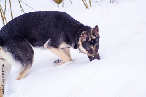 shepherd plays looking and hunting in the snow in winter