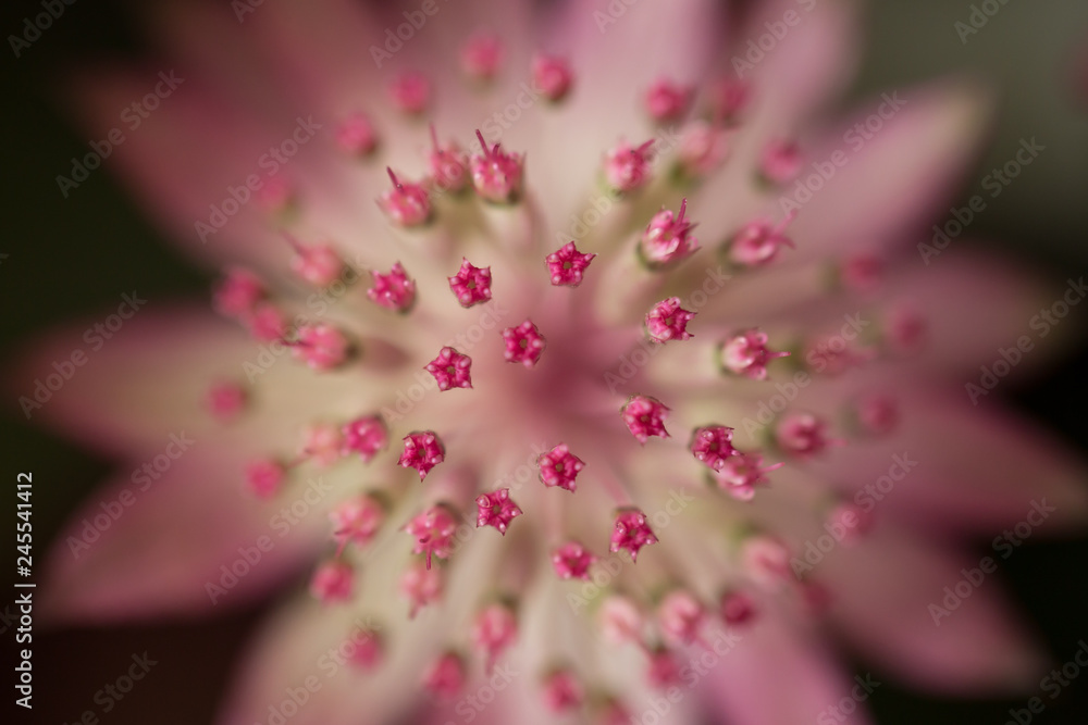 african daisy macro african daisy macro