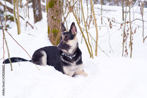 shepherd plays looking and hunting in the snow in winter
