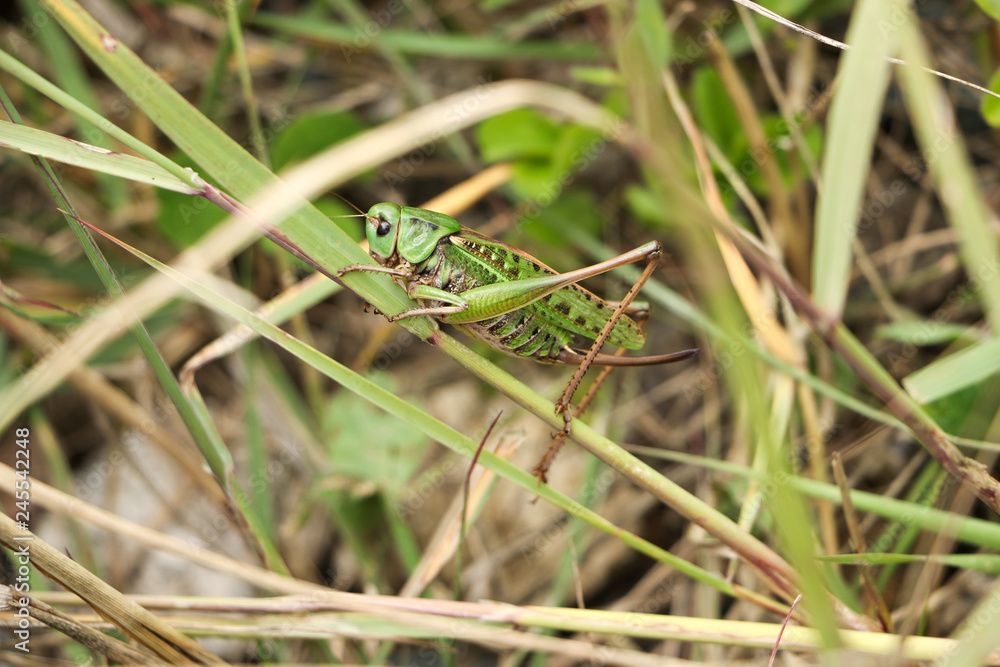 A green grasshopper on green grass. A green grasshopper on green grass.