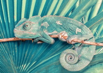 Sierkussen Pistachekleur Felgroene kameleon close-up  © blackdiamond67
