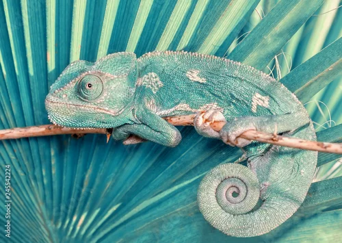 Fototapeta Piękny zielony kameleon - Akcyjny wizerunek