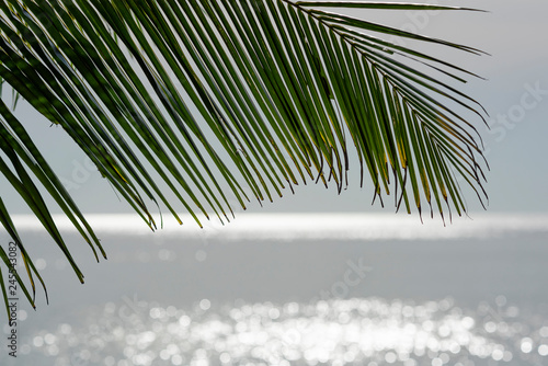 Green palm leaves on a background of the Gulf of Thailand, Koh Chang island, beach Lonely Beach, Thailand. photo