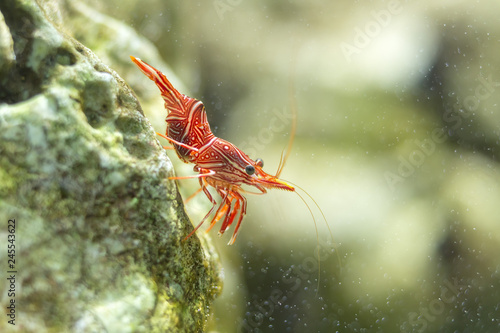 Wallpaper Mural Dancing shrimp, Hinge-beak shrimp, Camel shrimp Torontodigital.ca