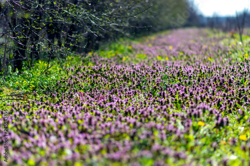 Forest clearing covered with dead nettle  Lamium purpureum  flowers in bloom  a common broadleaf lawn weed in the spring.