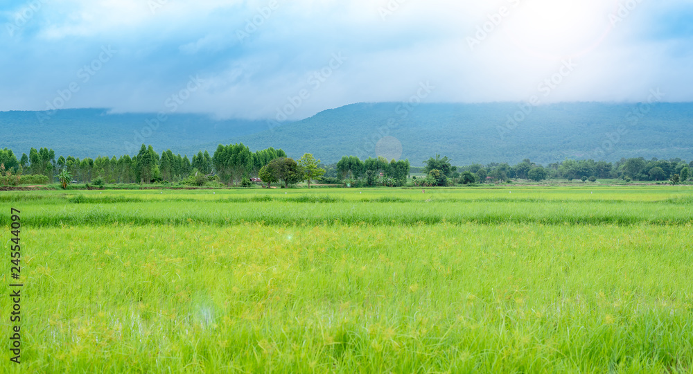 Landscape of golden light with green rice meadow , relaxing photo , sunsets with lens flare effect Landscape of golden light with green rice meadow , relaxing photo , sunsets with lens flare effect