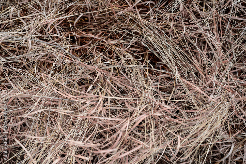 Abstract background and texture .Dry brown straw reed grass after harvest season. Abstract background and texture .Dry brown straw reed grass after harvest season.