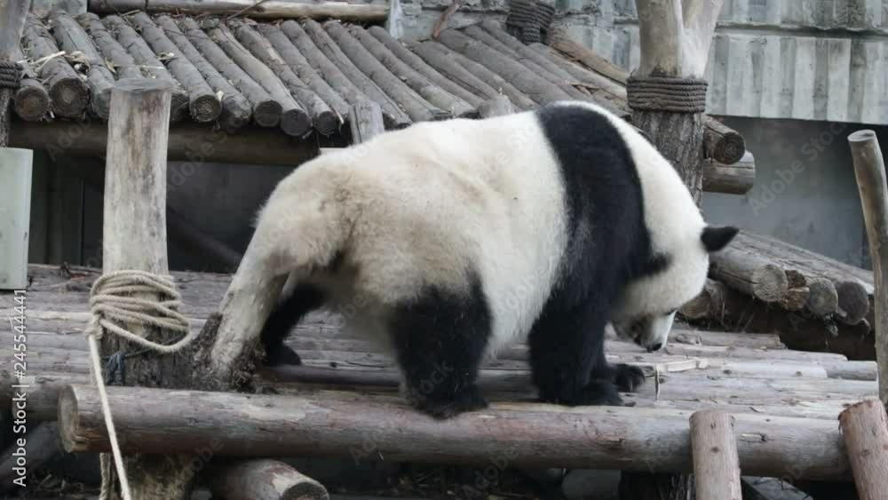 Giant Panda is Scratching his body, China Giant Panda is Scratching his body, China