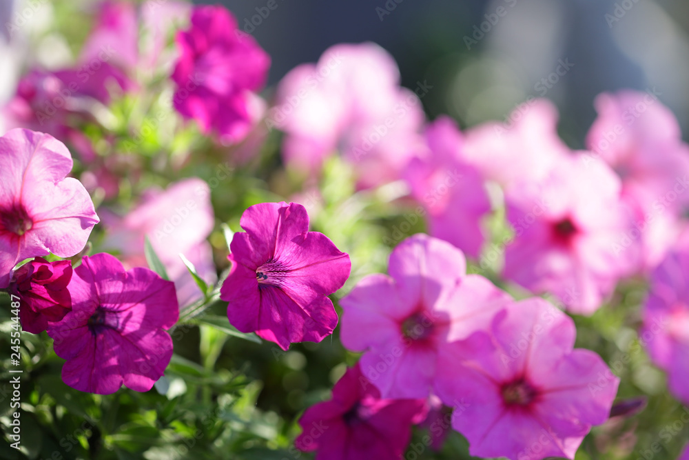 Pink Petunia flower Pink Petunia flower