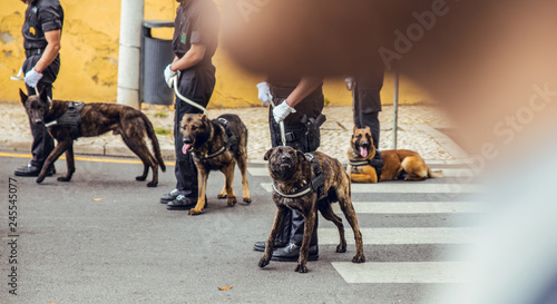 Police dog barking in parade of the armed forces in Lisbon, Portugal on May 9, 2018 at 12:30 p.m.