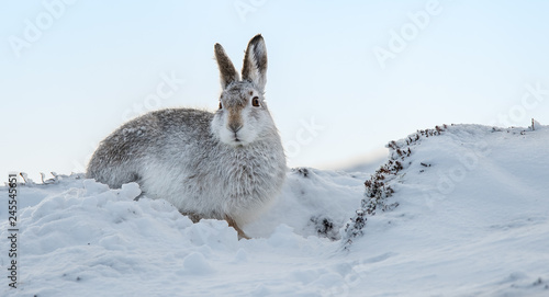 Dug Out, Mountain hares