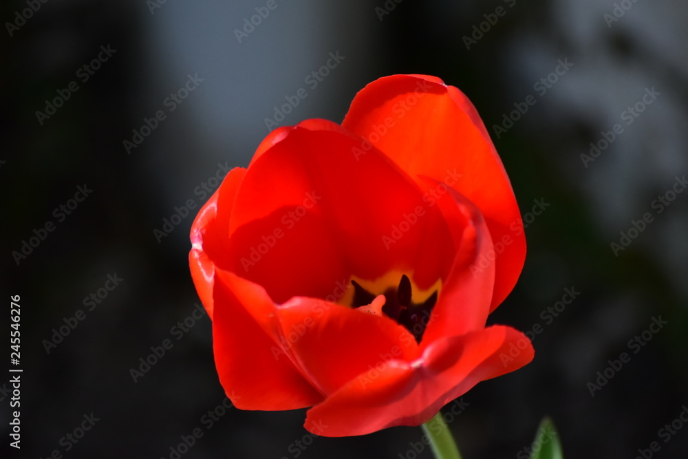 tulipe fleur tulipe fleur