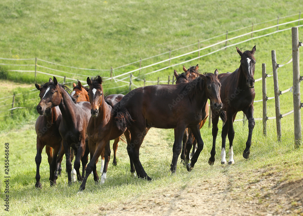 Horse young horses in a herd in the pasture on the move.. Horse young horses in a herd in the pasture on the move..