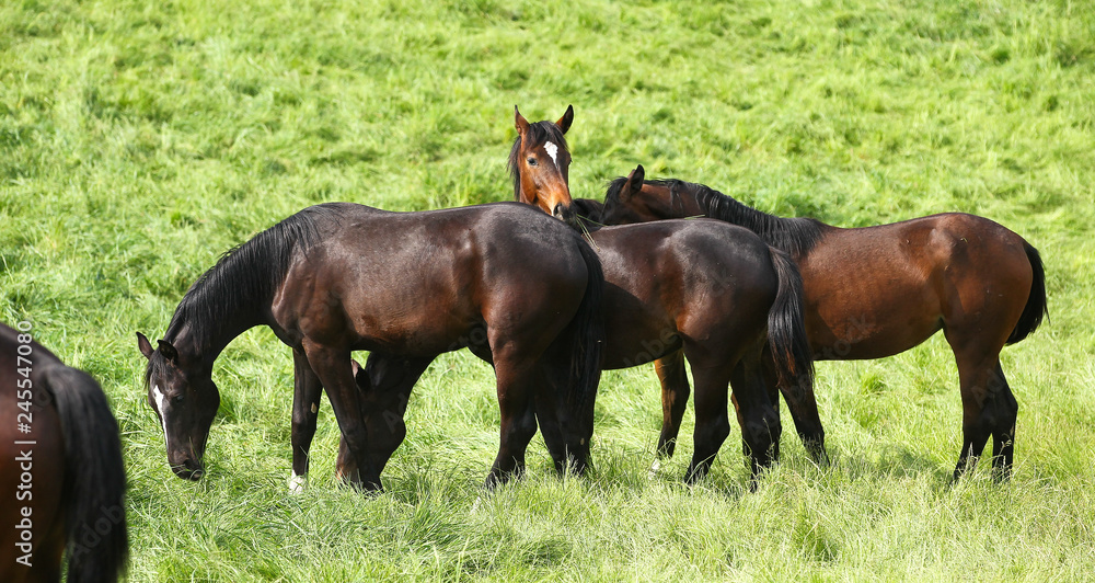 Horse young horses in a herd in the pasture on the move.. Horse young horses in a herd in the pasture on the move..