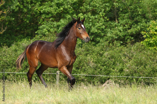 Horse young horse in the pasture on the move..