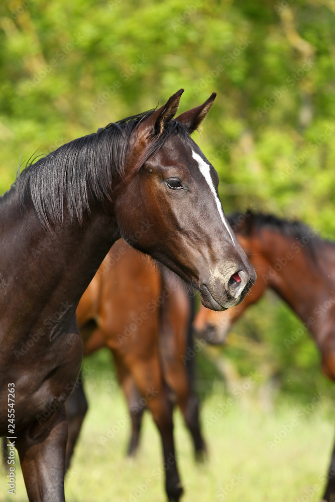 Horse young horse in head portraits in the pasture..