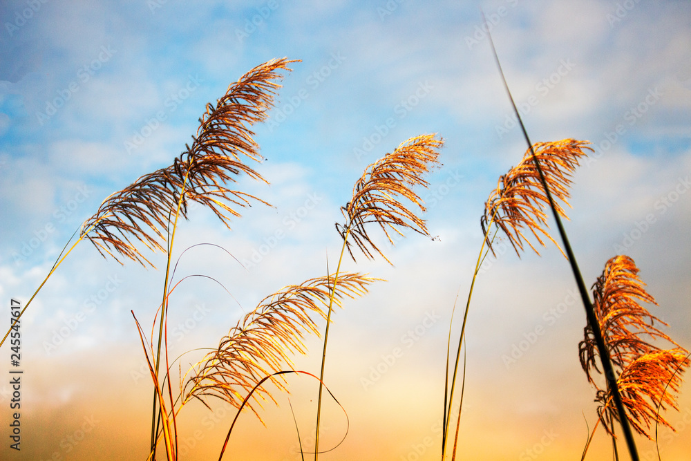 Soft flowers of grass and orange sky in the evening for the design of the background or postcard. Soft flowers of grass and orange sky in the evening for the design of the background or postcard.