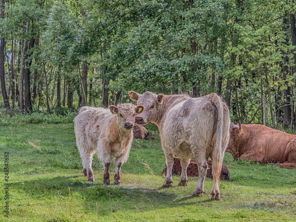 Highland cow Highland cow