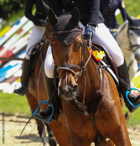 Horse, jumping horse in close-up on a tournament.. © RD-Fotografie