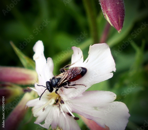 Insect animal flower
