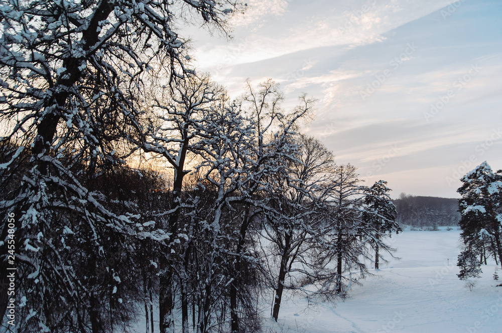 Trees covered with snow on the sunset. Trees covered with snow on the sunset.