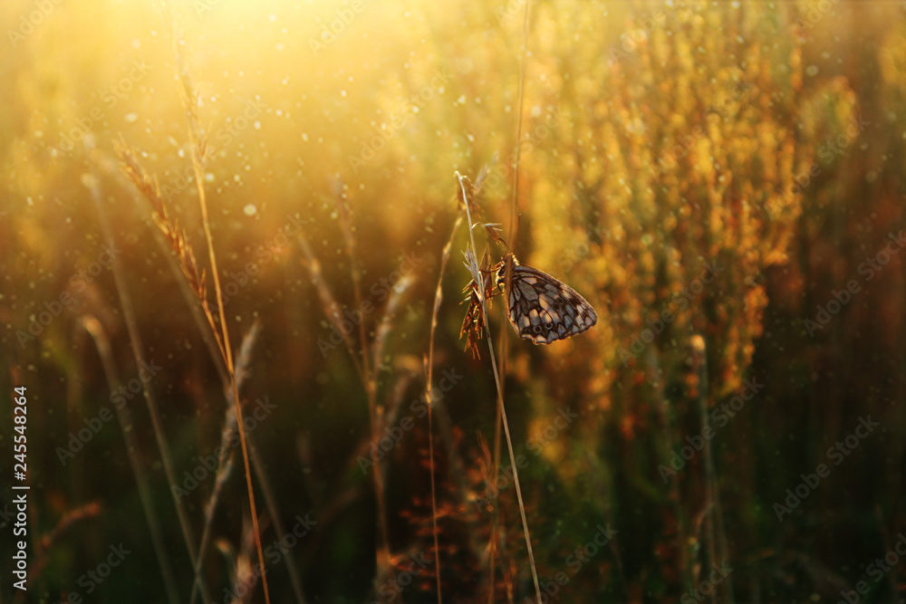 Gold meadow butterfly