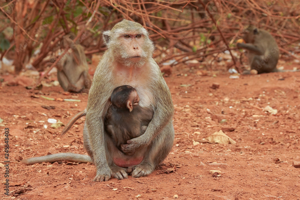 Monkeys macaques in a forest glade in Thailand Monkeys macaques in a forest glade in Thailand