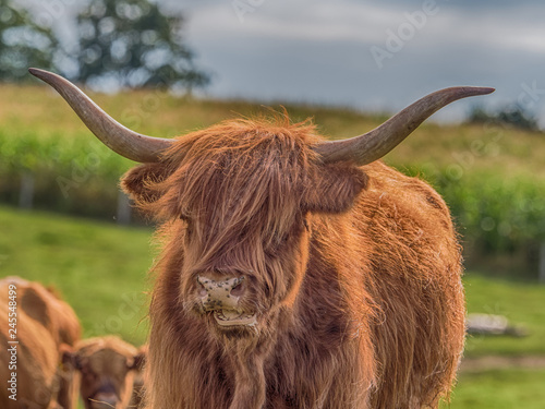 Highland cow