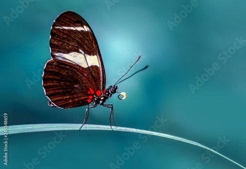 Closeup beautiful butterfly sitting on flower © blackdiamond67