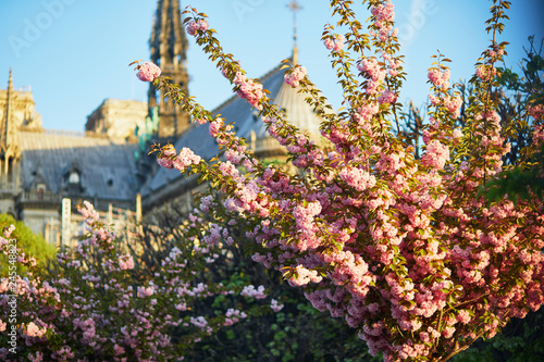 Cherry blossom trees near Notre-Dame cathedral in Paris, France