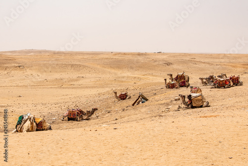 camels for Tourists and guides riding on Giza plateau in the rocky desert near cairo egypt