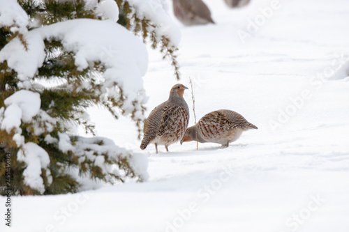  snow bird natural tree