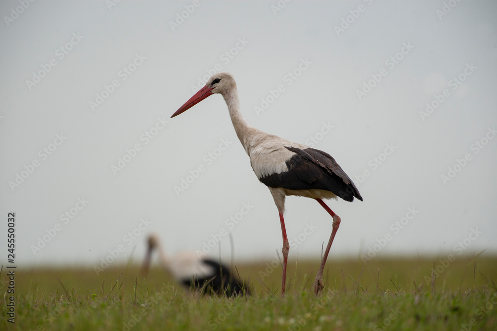 Stork bird natural Stork bird natural