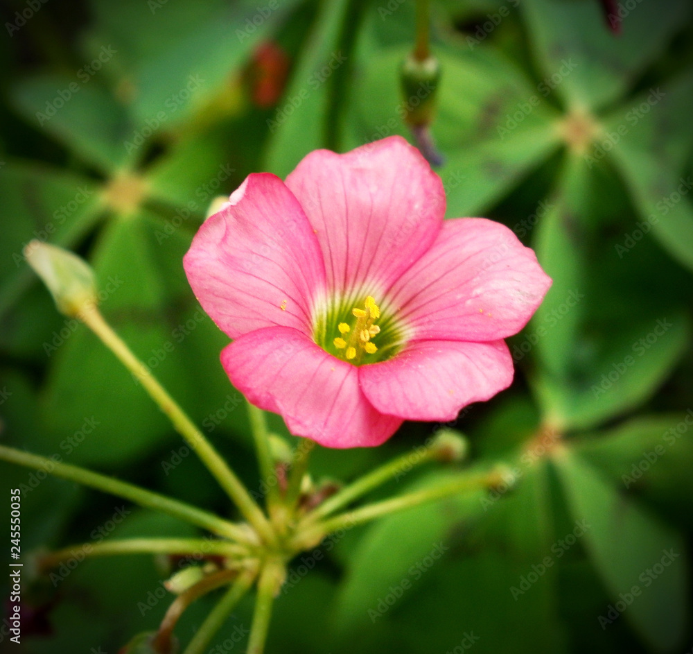 Pink flower garden nature