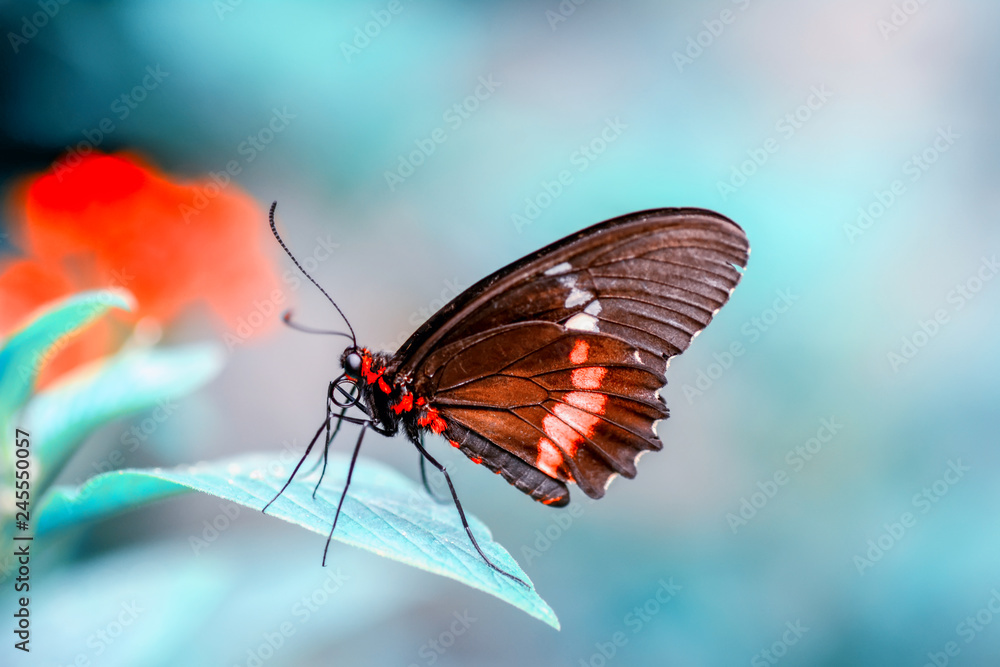 Closeup   beautiful butterfly sitting on flower