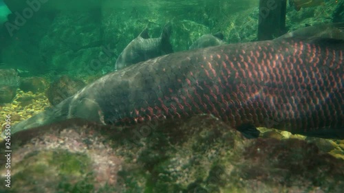 Wallpaper Mural underwater world, giant fish swim under water, slope, pike, arapaima Torontodigital.ca