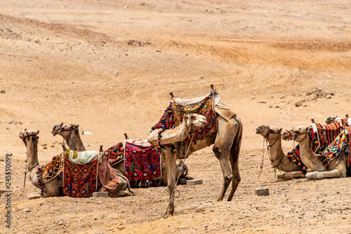 camels for Tourists and guides riding on Giza plateau in the rocky desert near cairo egypt © CL-Medien