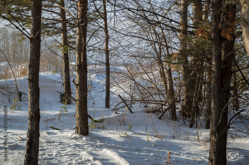 Fototapeta premium Winter beautiful forest with large trees and branches