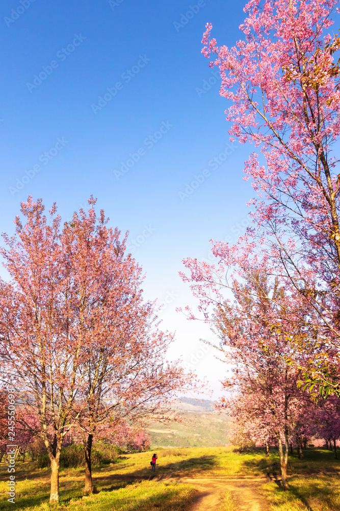 The field of blossoming pink Wild Himalayan cherry flowers (Thailand's sakura or Prunus cerasoides), known as Nang Phaya Sua Khrong in Thai at Phu Lom Lo mountain, Loei, Thailand. The field of blossoming pink Wild Himalayan cherry flowers (Thailand's sakura or Prunus cerasoides), known as Nang Phaya Sua Khrong in Thai at Phu Lom Lo mountain, Loei, Thailand.