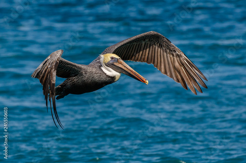 Flying Pelican © Les Greenwood Photo