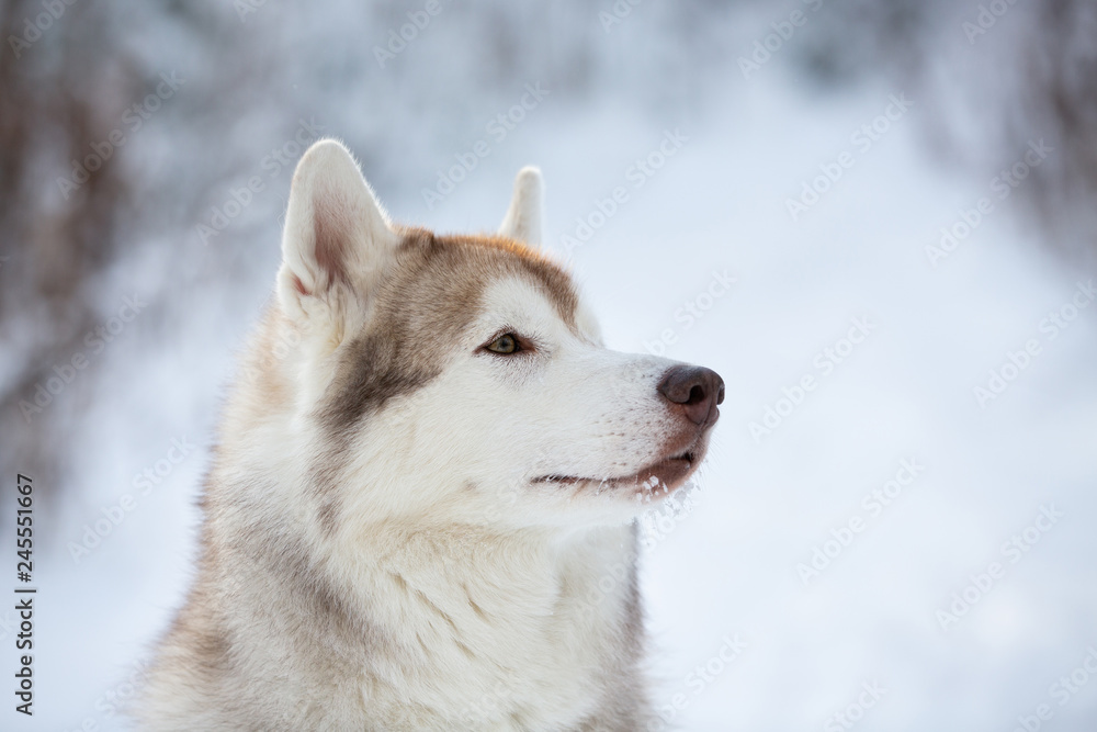 Beautiful, prideful and free Siberian Husky dog sitting on the snow in the fairy forest in winter