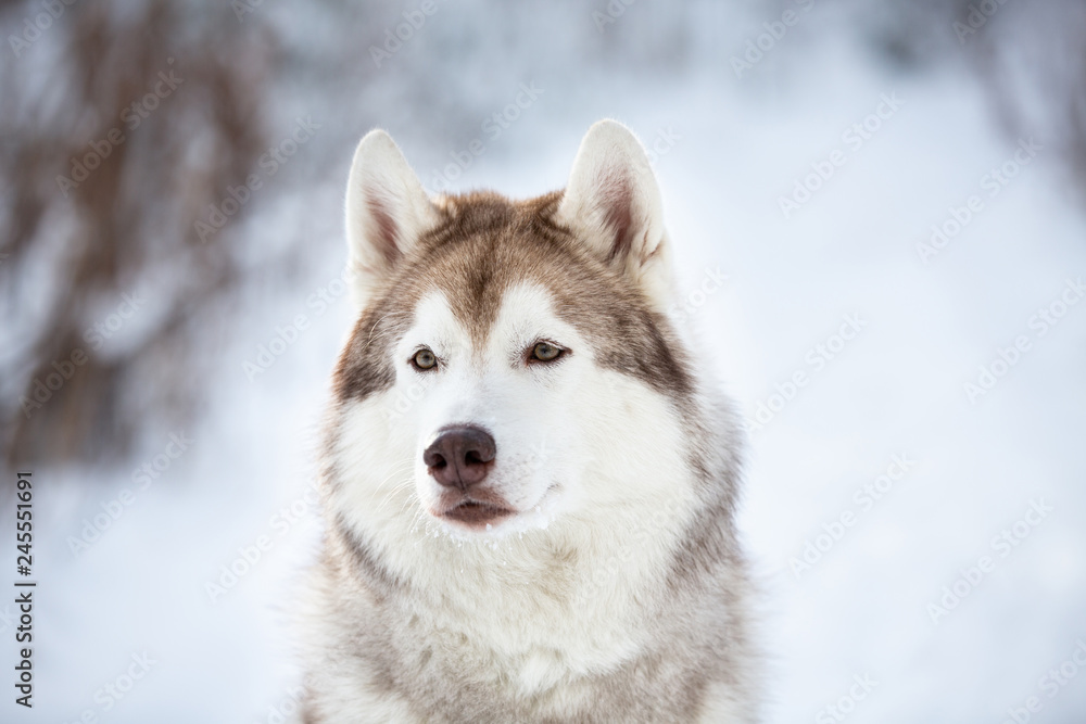 Beautiful, serious and free Siberian Husky dog sitting on the snow in the fairy forest in winter