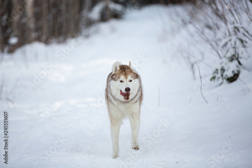 Crazy and happy dog breed siberian husky running on the snow in the winter forest