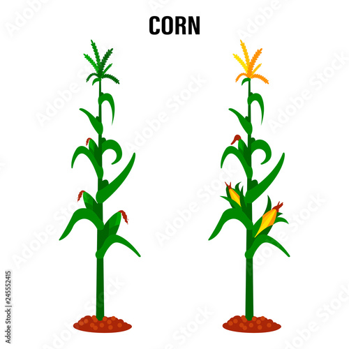 Corn stalk. Isolated corn on white background