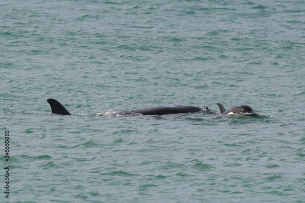 Fototapeta premium Orca attacking sea lions, Patagonia Argentina