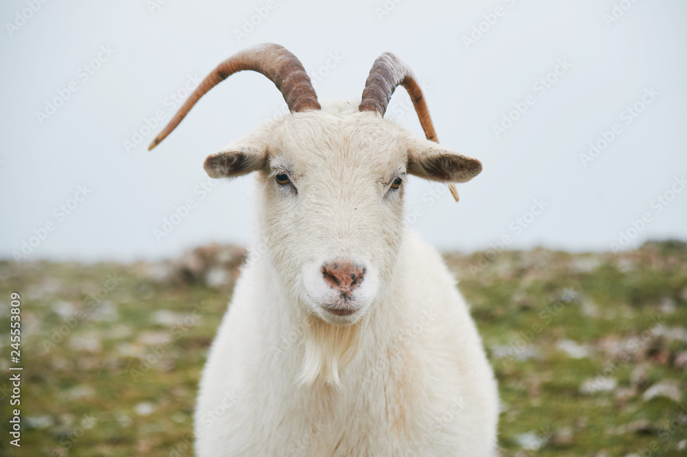 close up portrait of wild white mountain goat with little horns close up portrait of wild white mountain goat with little horns