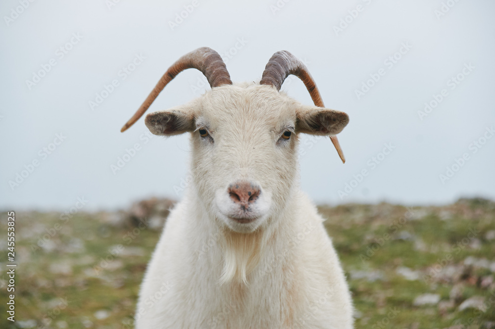 close up portrait of wild white mountain goat with little horns close up portrait of wild white mountain goat with little horns