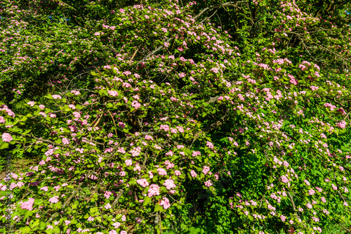 Fototapeta Naklejka Na Ścianę i Meble -  Blossoming branches of the hawthorn tree on spring