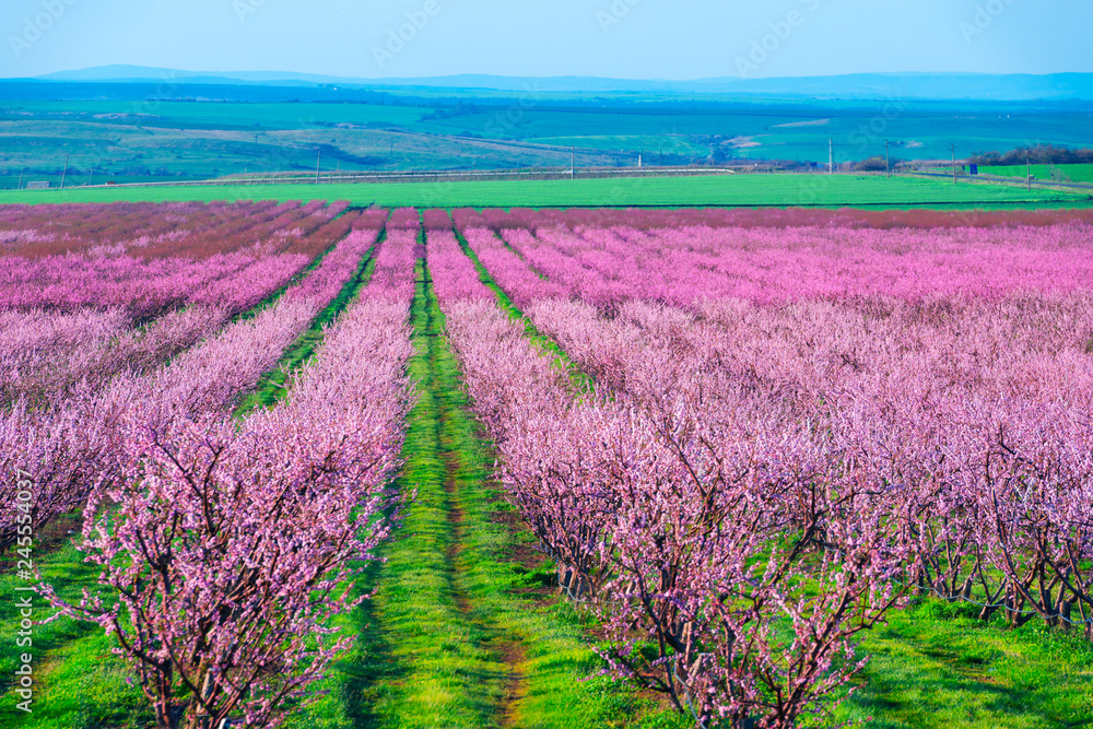Fototapeta premium Rows of blossom peach trees in spring garden. Landscape photography
